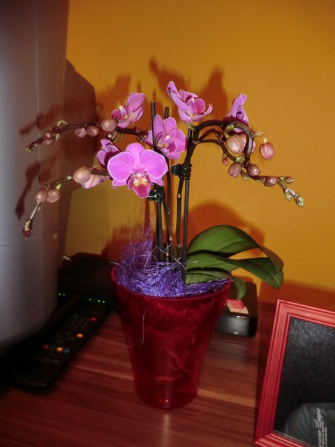 Phalaenopsis <3